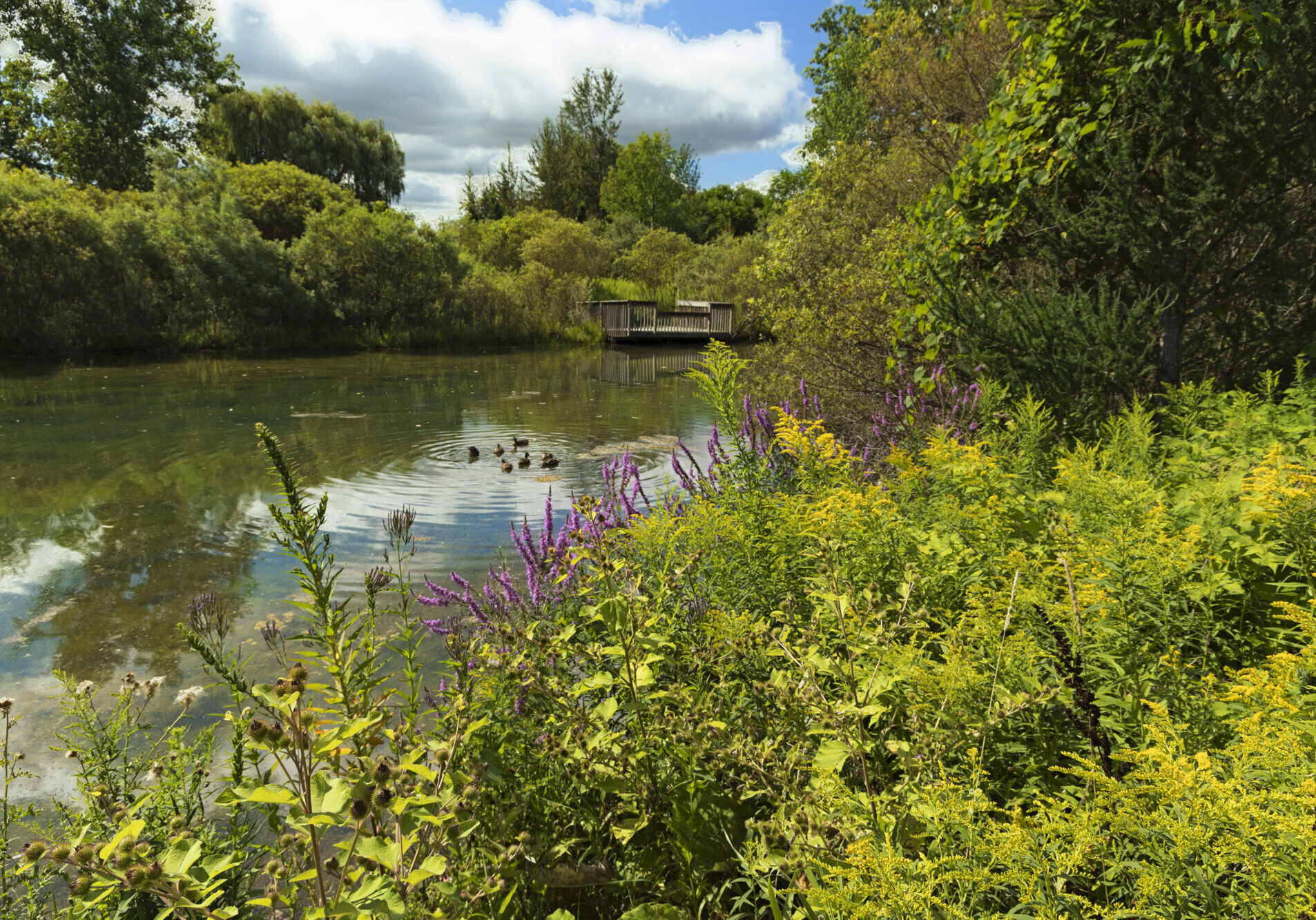 Lush pond landscape with wildflowers and ducks.