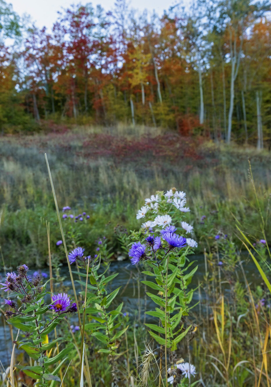Wildflowers by river, autumn forest background.