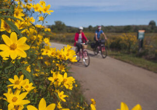 buffalo ridge trail flag 45 1440x542 Cyclists on path, yellow flowers foreground.