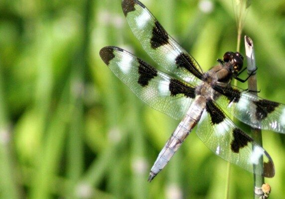 Dragonfly resting on plant stem